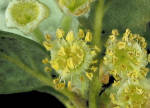 Catalina Island mountain-mahogany