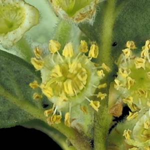 Catalina Island mountain-mahogany