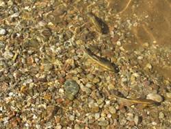 Lowering water levels poses a threat to humpback chub 