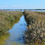 The Camargue