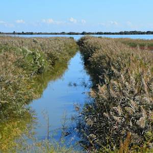 The Camargue