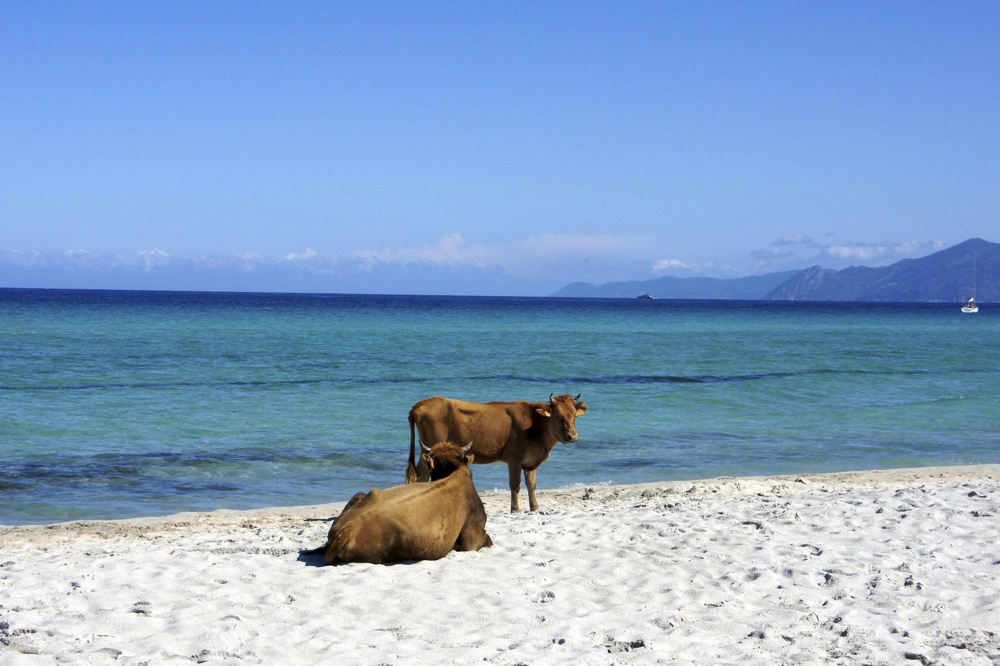 What Is Missing? | Seaweed Cow-feed Reducing Livestock Methane In ...