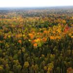 West Siberian Taiga