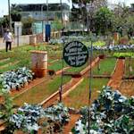 Havana, world leader in urban agriculture