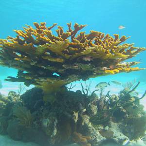 Fish Of All Rainbow Colors