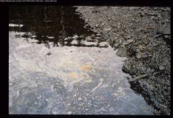 Petroleum hydrocarbon found in cod after Exxon Valdez