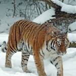 Parks & Reserves: Komissarovsky Wildlife Refuge