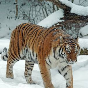 Parks & Reserves: Komissarovsky Wildlife Refuge