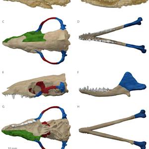 First mammals appear