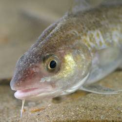 North Sea cod could become MSC certified