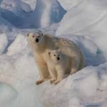 Polar Bears