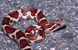 Endangered corn snake