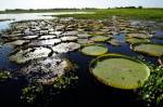 Pantanal Biosphere Reserve, world’s largest wetlands