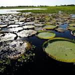 Pantanal Biosphere Reserve, world’s largest wetlands