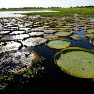 Pantanal Biosphere Reserve, world’s largest wetlands