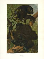 The First Written Account of Gorillas, Hanno the Navigator