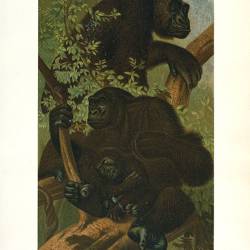 The First Written Account of Gorillas, Hanno the Navigator