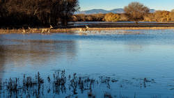 Conservation in the Bosque del Apache National Wildlife Refuge