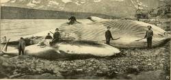 Fin wale population destroyed in the Antarctic