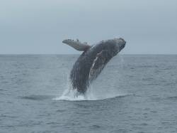 Nine humpback whale populations delisted as endangered