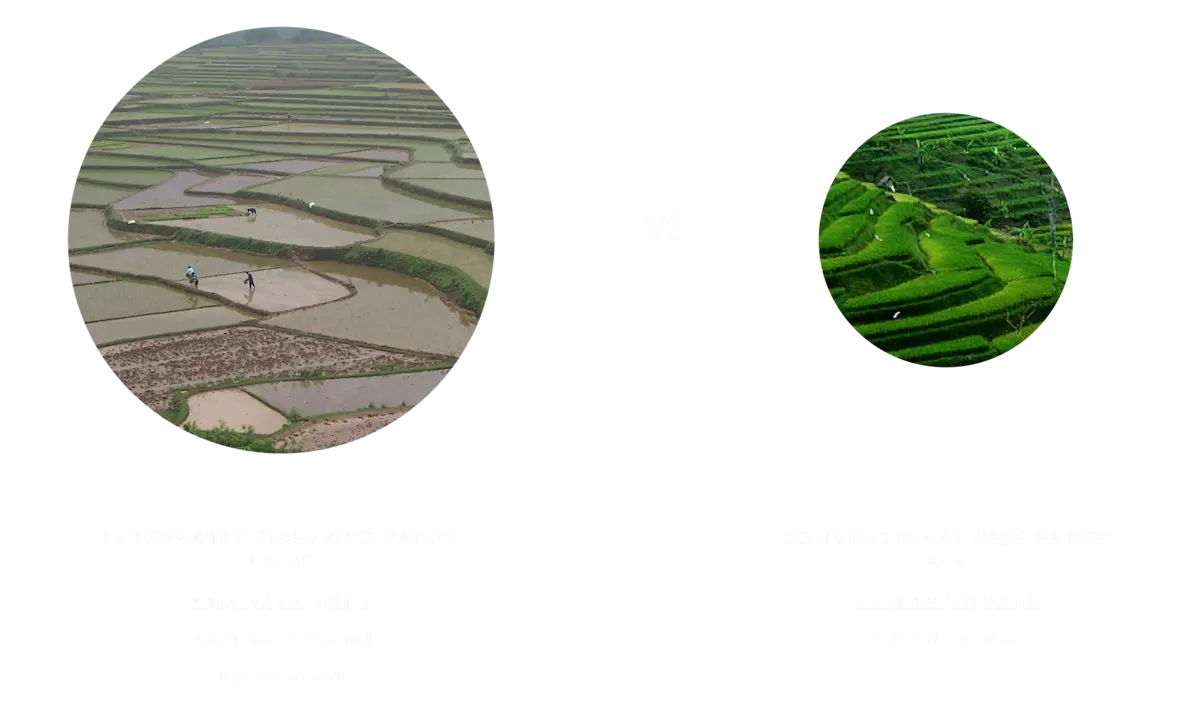 2021 Fishing & Aquaculture images - inegrated rice and fish paddies best practices