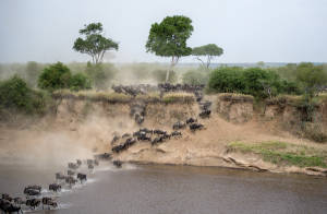 The Migration Of The Wildebeest