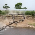 The Migration Of The Wildebeest