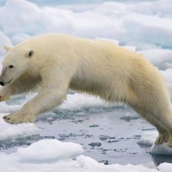 Human-Driven Global Warming Is Biggest Threat to Polar Bears