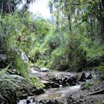 Northern New Guinea Swamp Forests