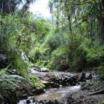 Northern New Guinea Swamp Forests