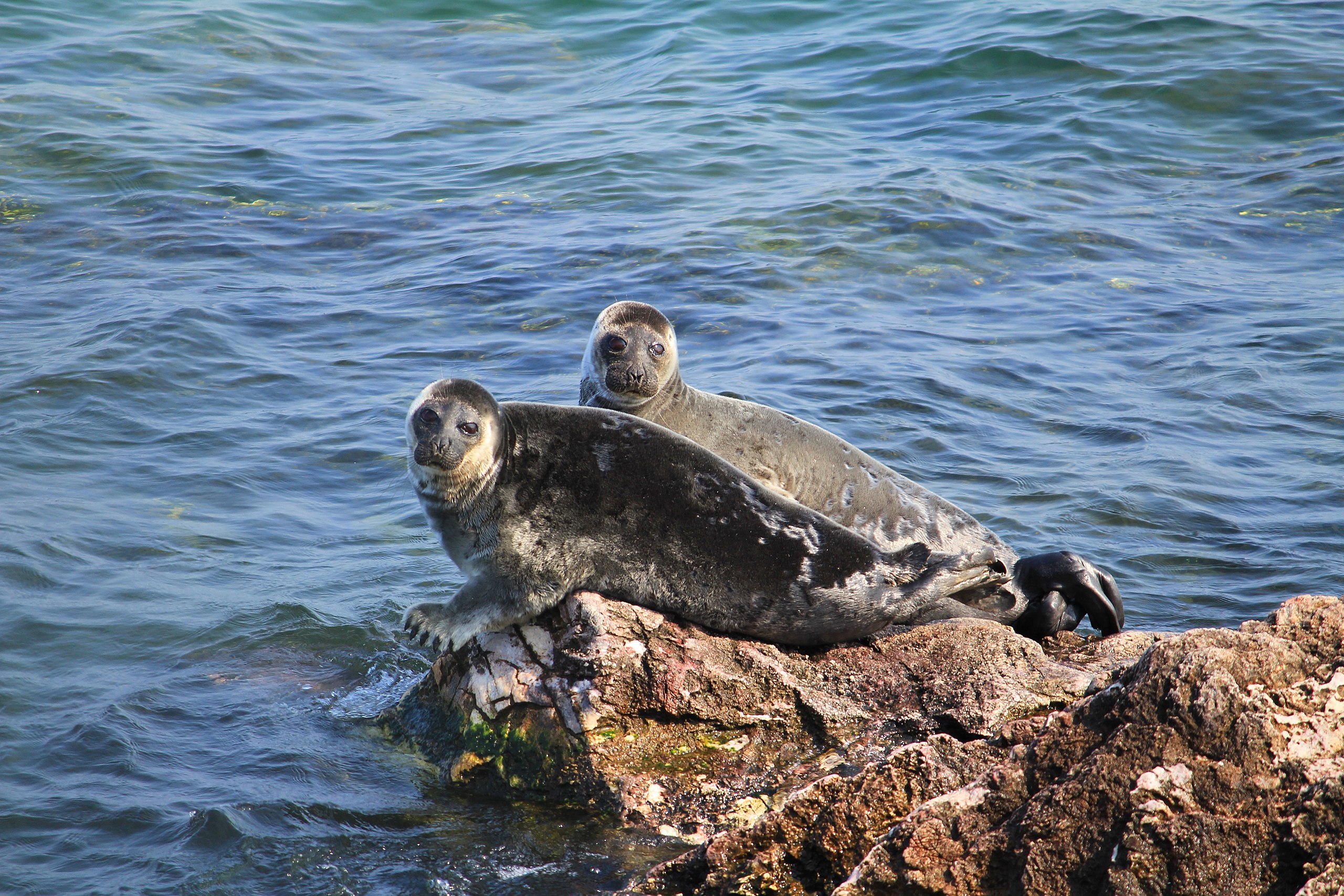 What Is Missing Baikal Seal   NEurasia Species Baikal Seal 