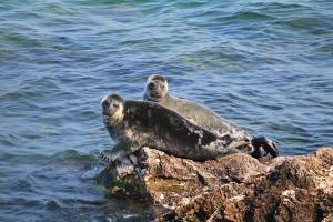 Baikal seal