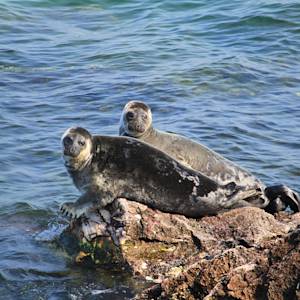 Baikal seal