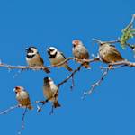 Sparrows Flying South