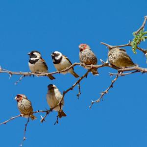 Sparrows Flying South