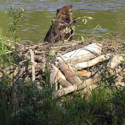 Beavers are "climate-solving heroes"