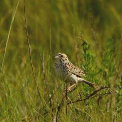 Decline in grassland birds