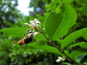 Ohio Honeybees 