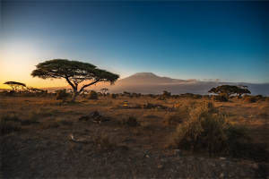 Climate change decimates Amboseli Park 