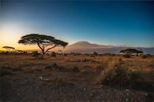 Climate change decimates Amboseli Park