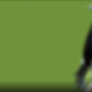 The Seaside Sparrows