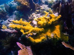 Elkhorn coral