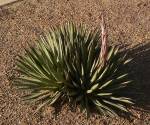 Arizona Agave