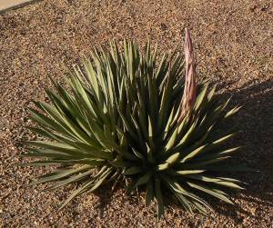 Arizona Agave