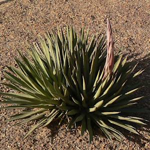 Arizona Agave