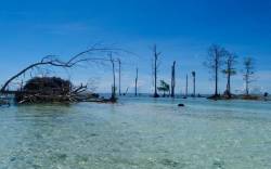 The Solomon Islands’ Vanishing Forests  