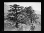 Dwindling Cedars of Lebanon