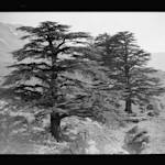 Dwindling Cedars of Lebanon