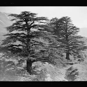 Dwindling Cedars of Lebanon