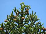 Monkey puzzle tree